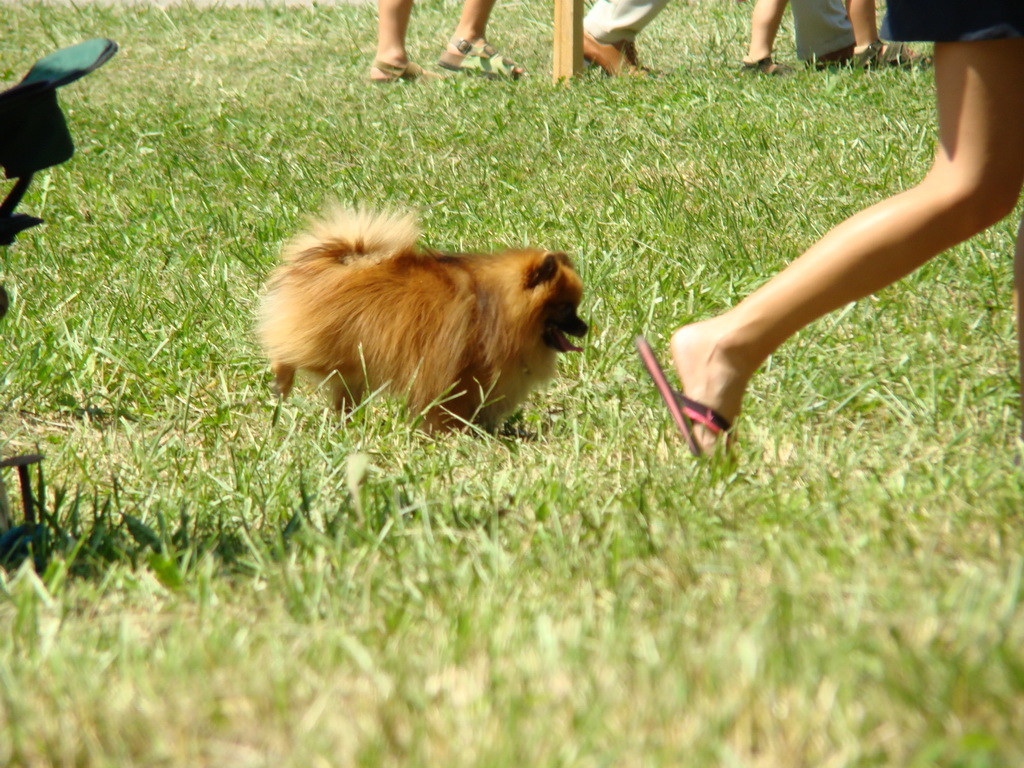 Národná výstava psov Košice, 13. 07. 2008