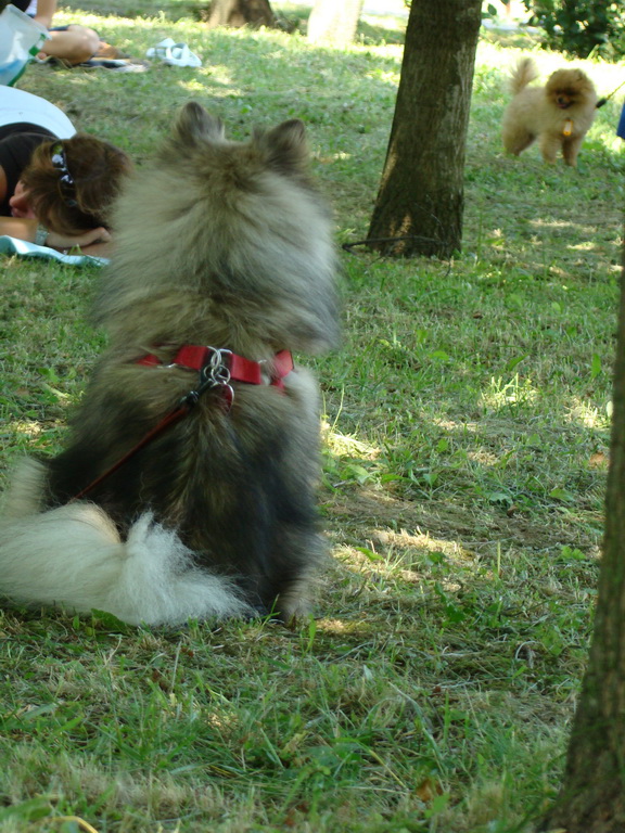 Národná výstava psov Košice, 13. 07. 2008