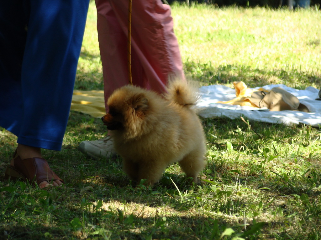 Národná výstava psov Košice, 13. 07. 2008