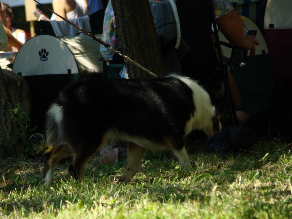 Národná výstava psov Košice, 13. 07. 2008