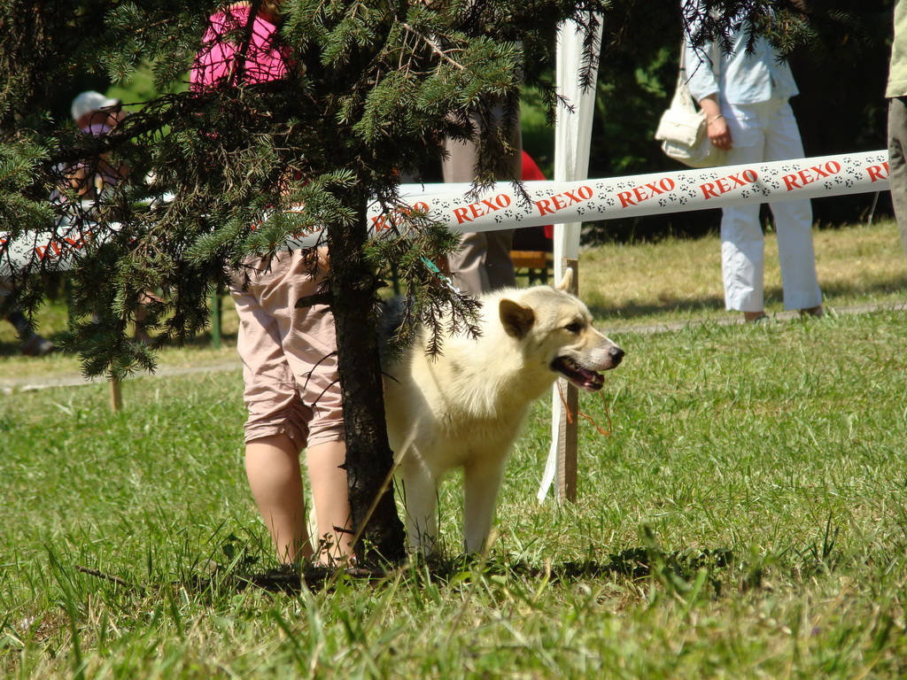 Národná výstava psov Košice, 13. 07. 2008