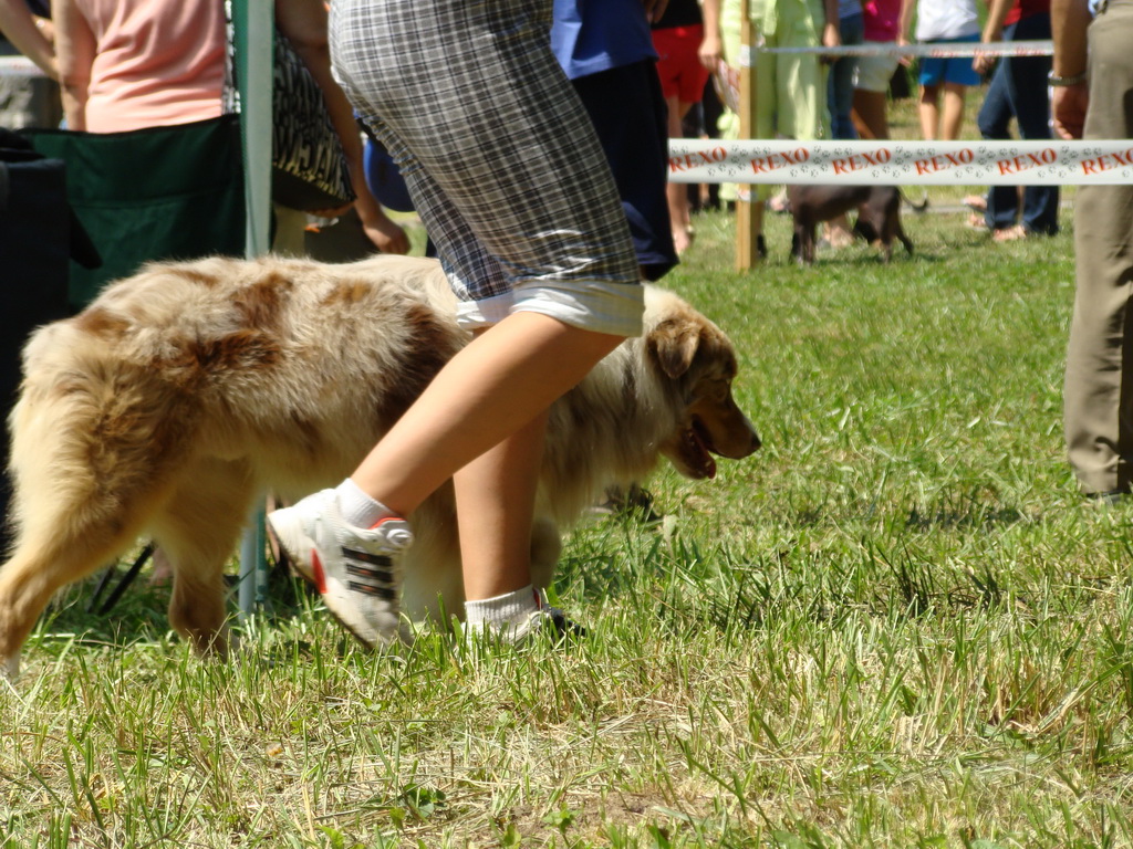 Národná výstava psov Košice, 13. 07. 2008