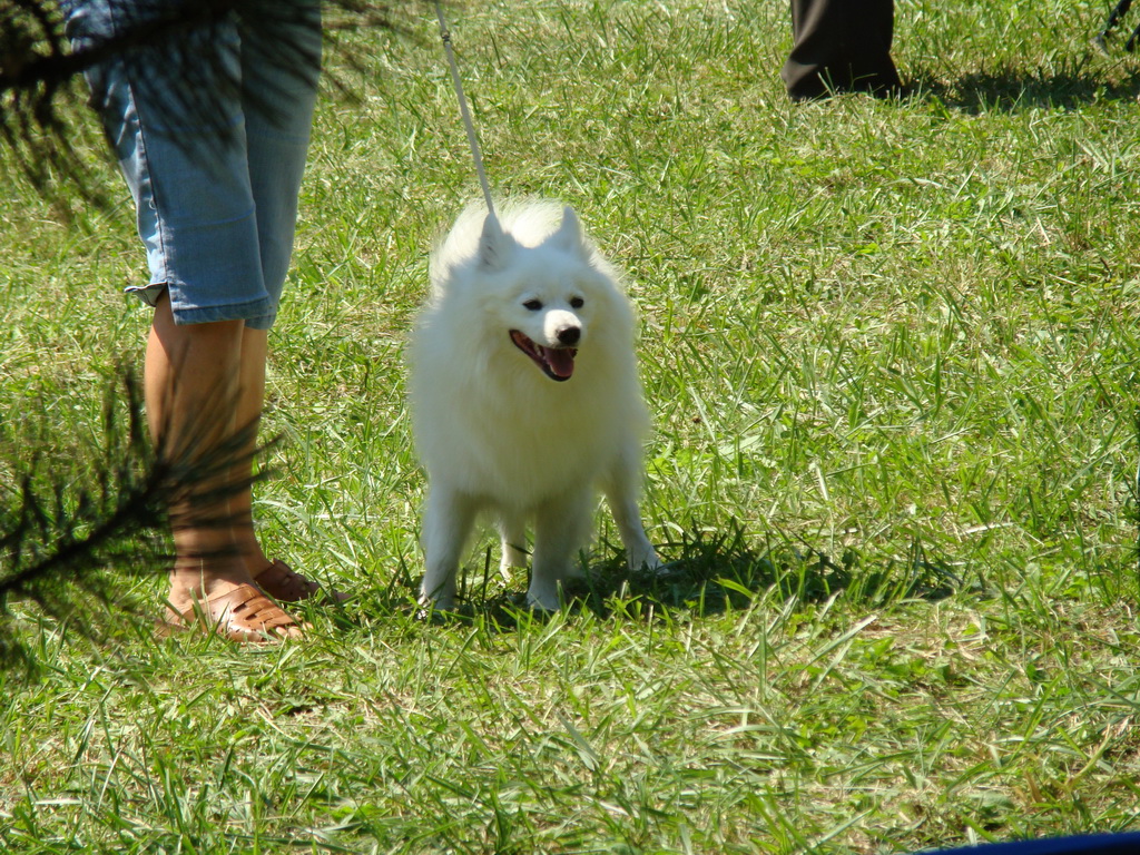 Národná výstava psov Košice, 13. 07. 2008