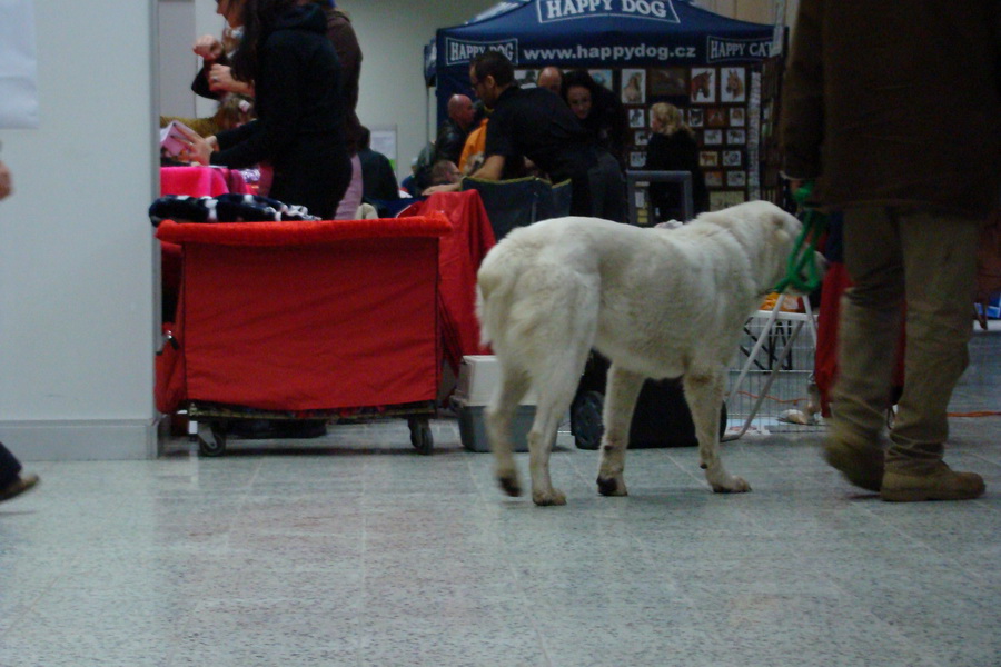 Nitracanis 2008, Klubová výstava špicov