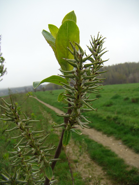 Rákocziho prameň 20.04.2008