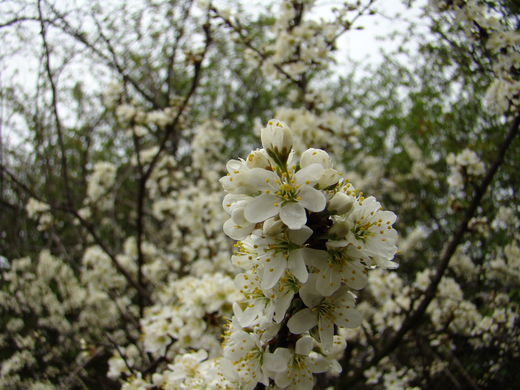 Rákocziho prameň 20.04.2008