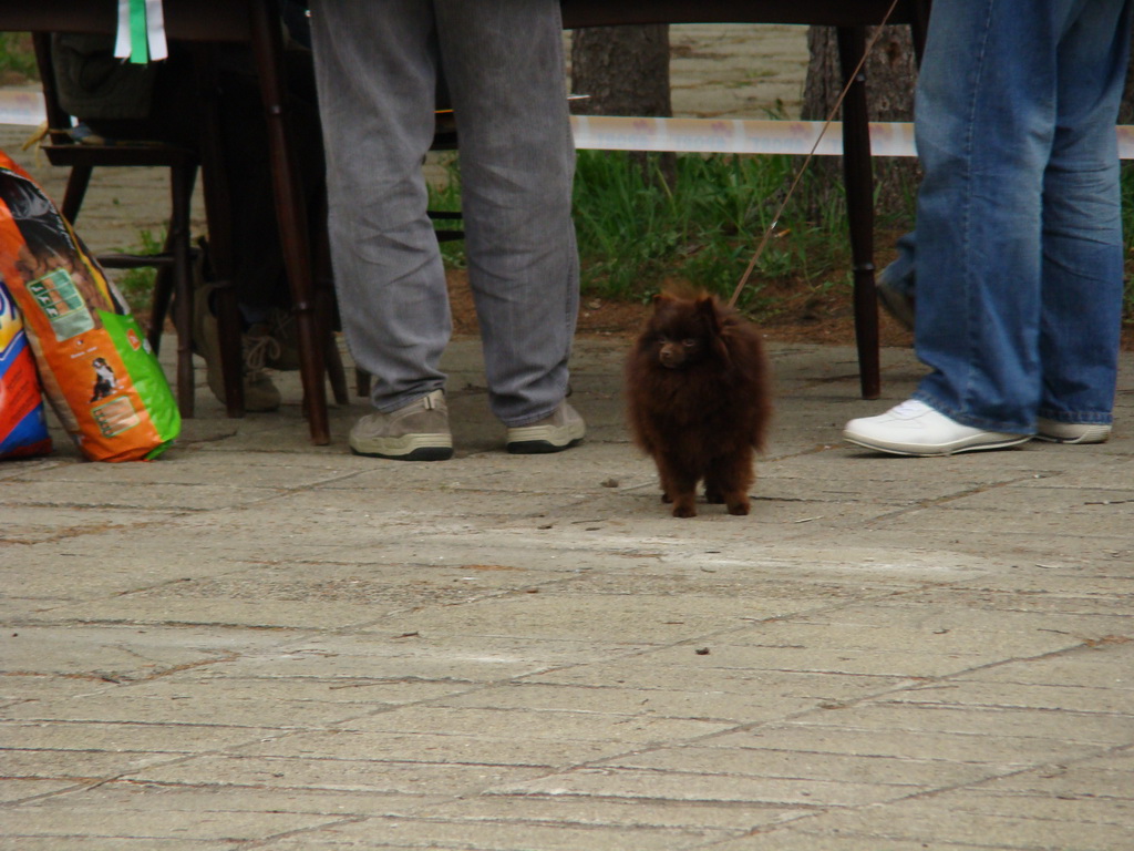 Špeciálna výstava Zemianske Kostoľany 12.04.2008