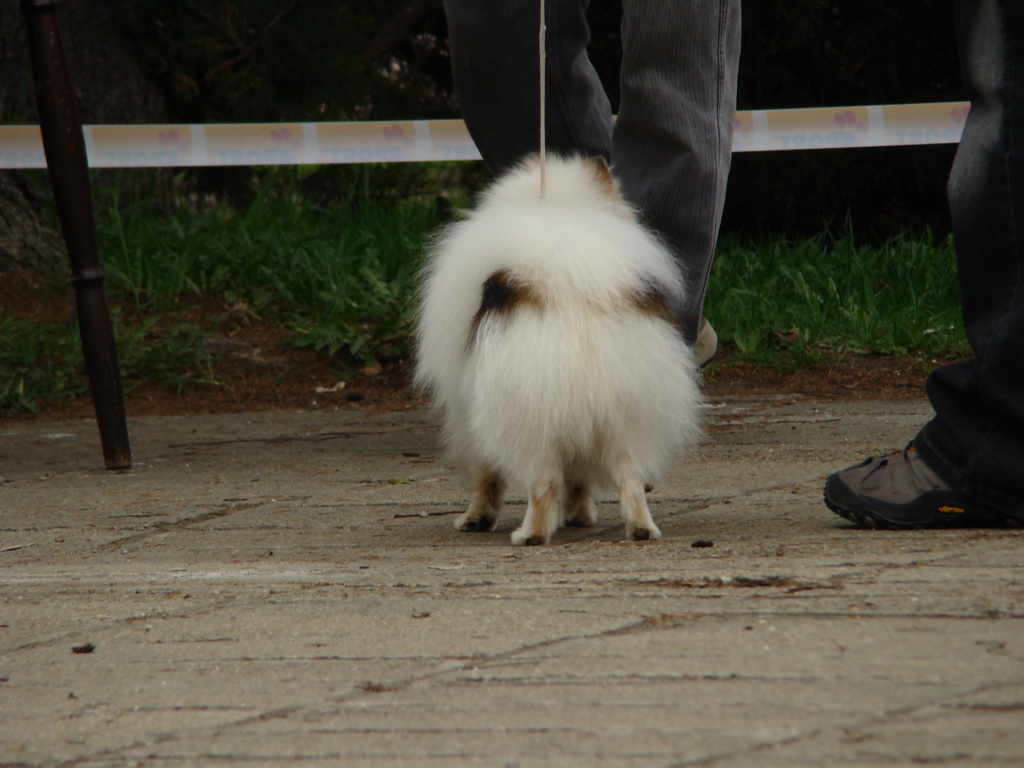 Špeciálna výstava Zemianske Kostoľany 12.04.2008