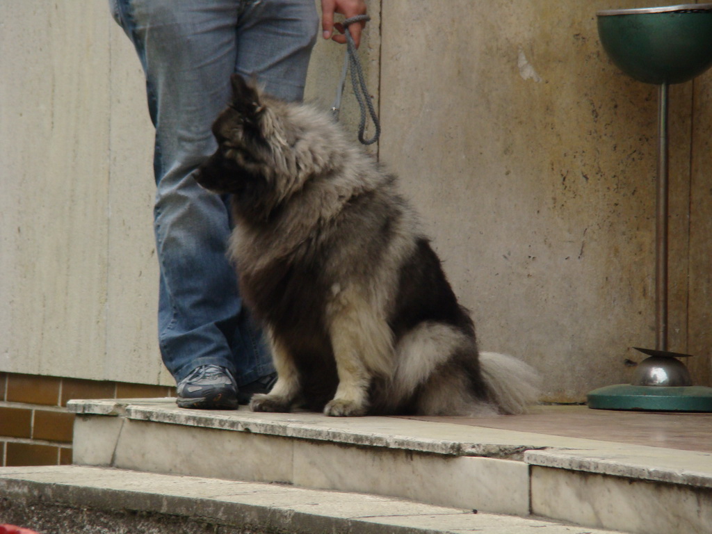 Špeciálna výstava Zemianske Kostoľany 12.04.2008