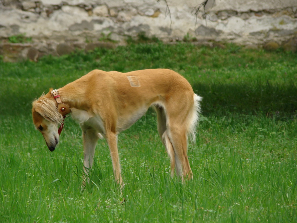 Špeciálna výstava Zemianske Kostoľany 12.04.2008