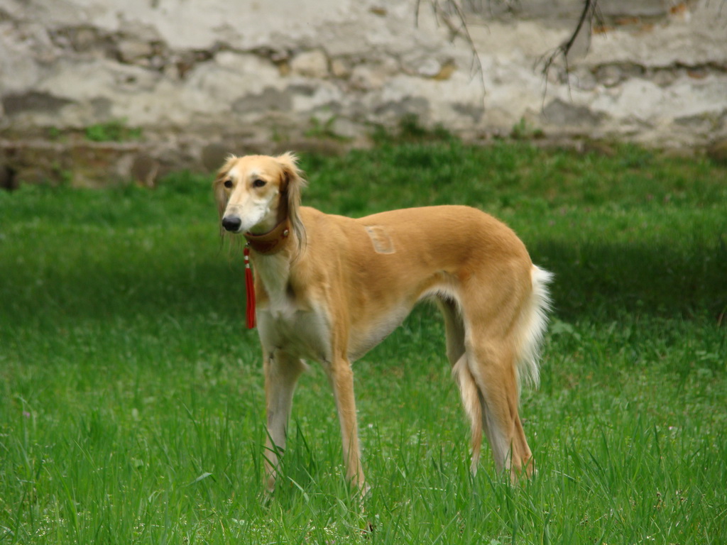 Špeciálna výstava Zemianske Kostoľany 12.04.2008