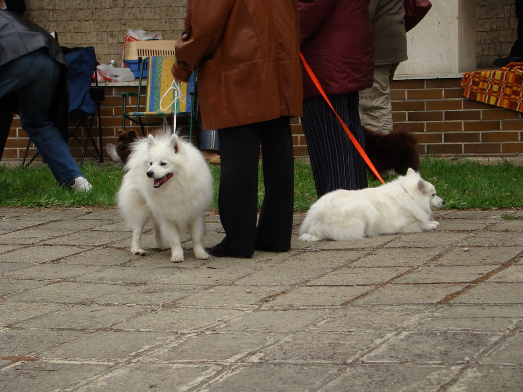 Špeciálna výstava Zemianske Kostoľany 12.04.2008