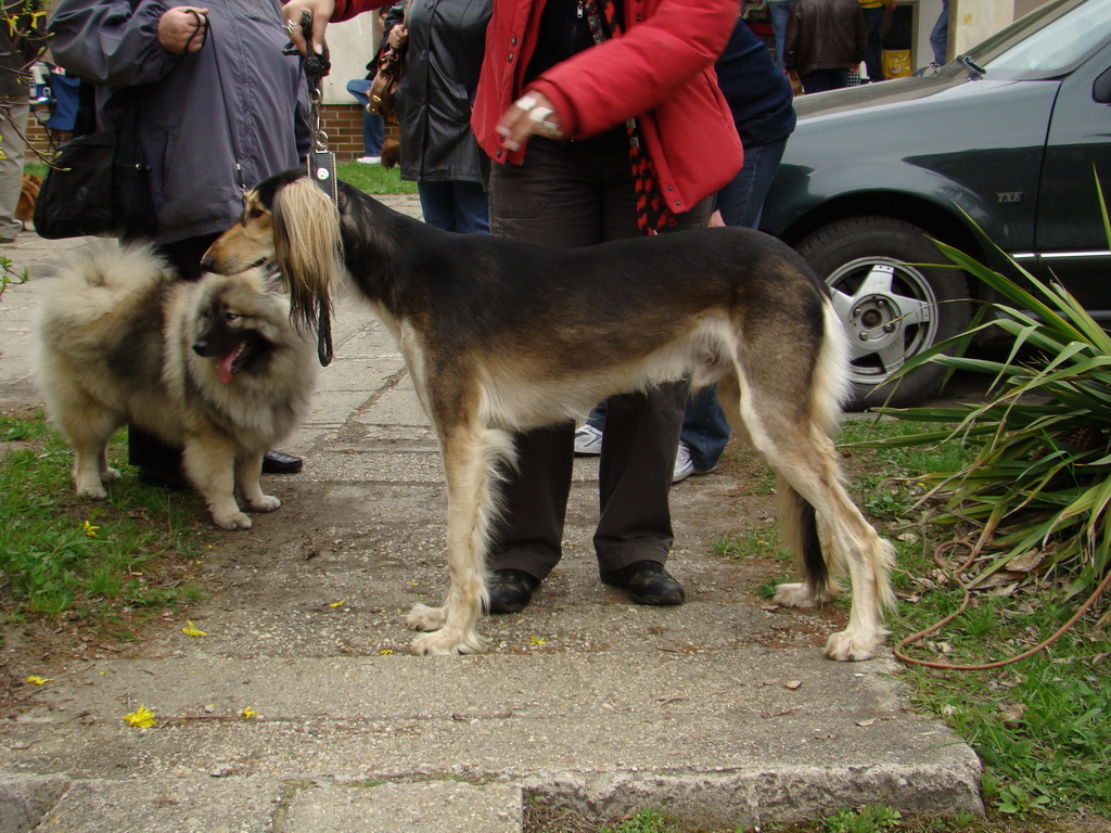 Špeciálna výstava Zemianske Kostoľany 12.04.2008