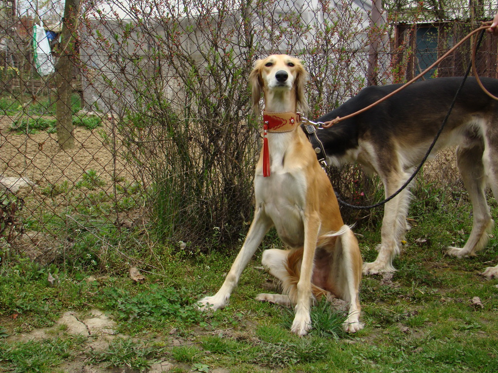 Špeciálna výstava Zemianske Kostoľany 12.04.2008