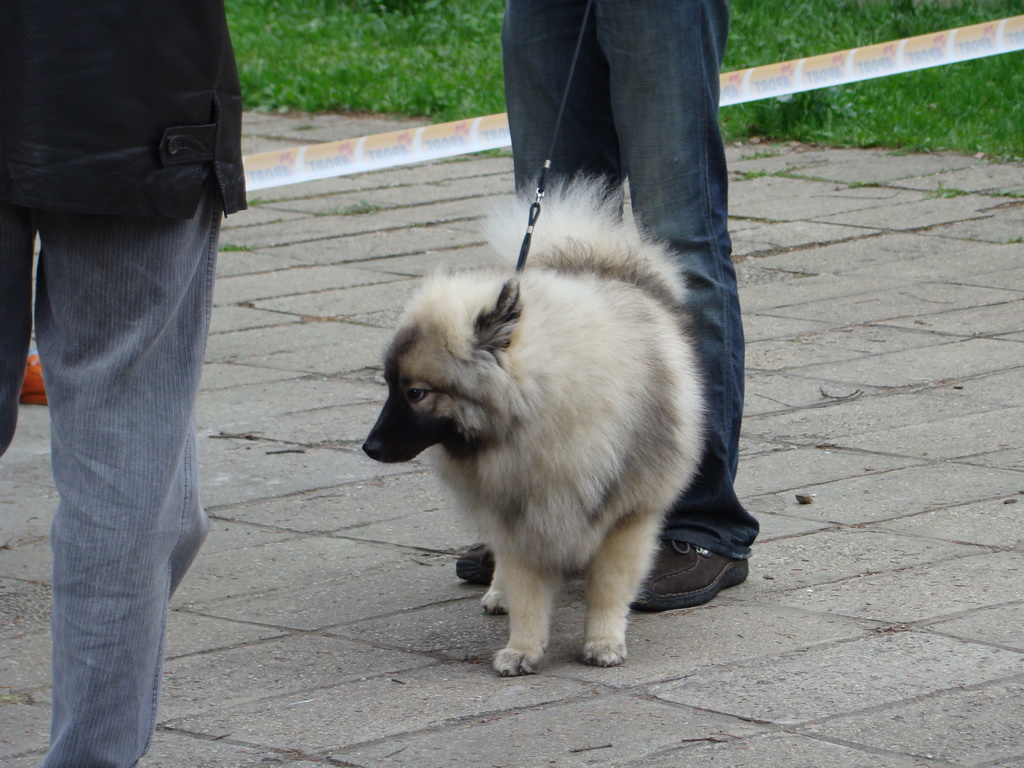 Špeciálna výstava Zemianske Kostoľany 12.04.2008