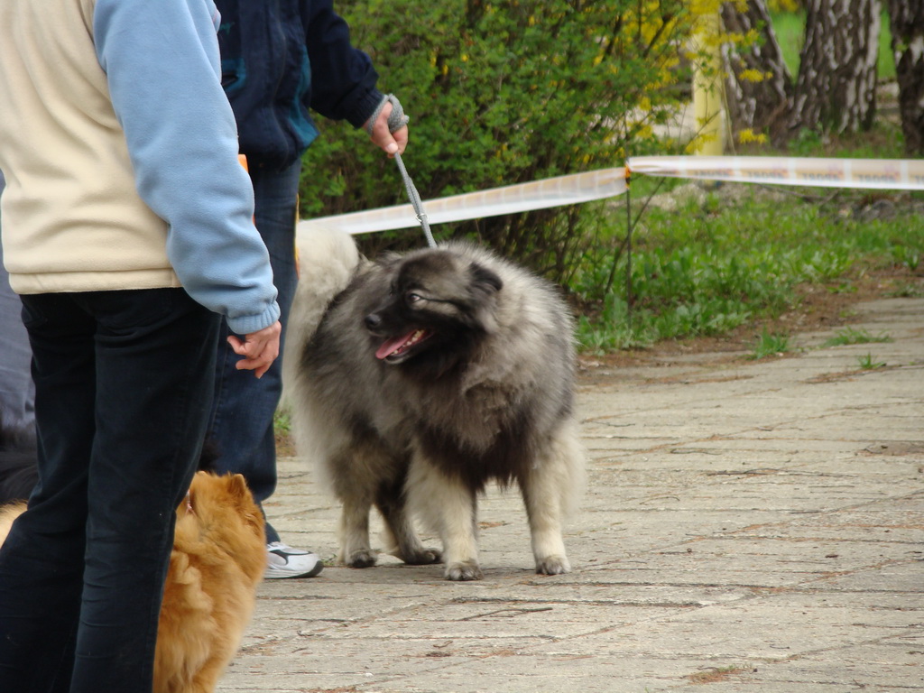 Špeciálna výstava Zemianske Kostoľany 12.04.2008