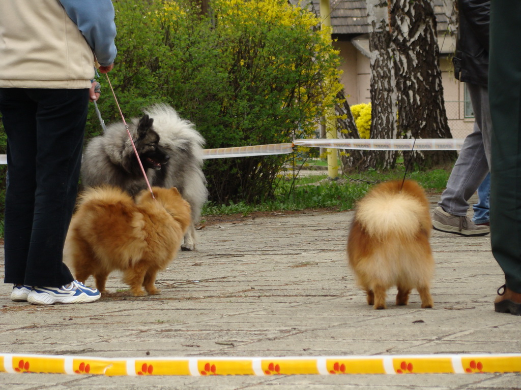 Špeciálna výstava Zemianske Kostoľany 12.04.2008