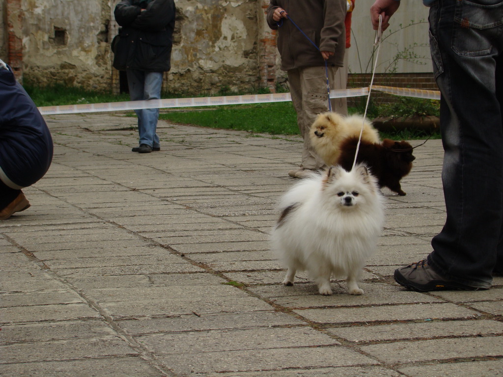 Špeciálna výstava Zemianske Kostoľany 12.04.2008