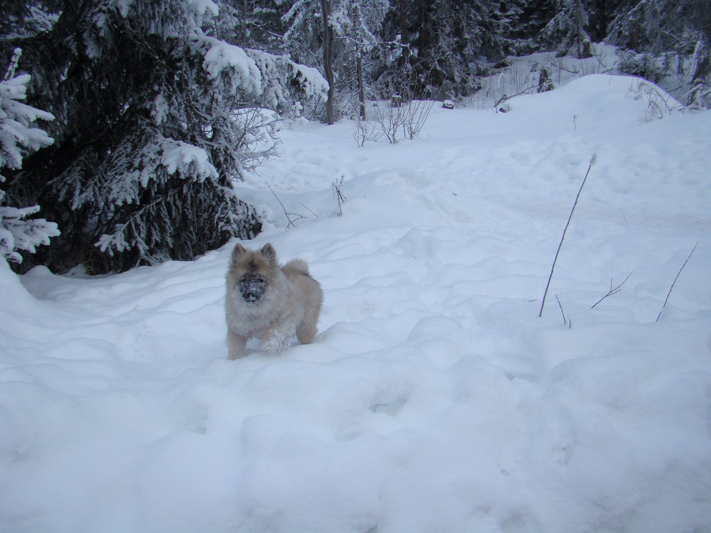 Štrbské pleso 3.1.2008