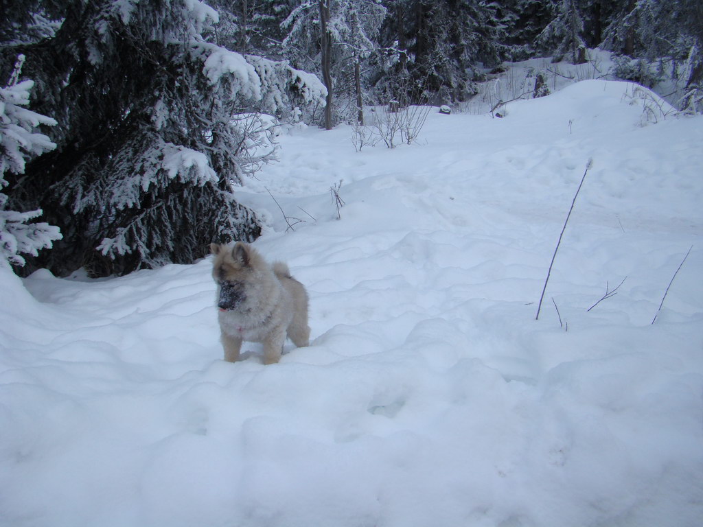 Štrbské pleso 3.1.2008