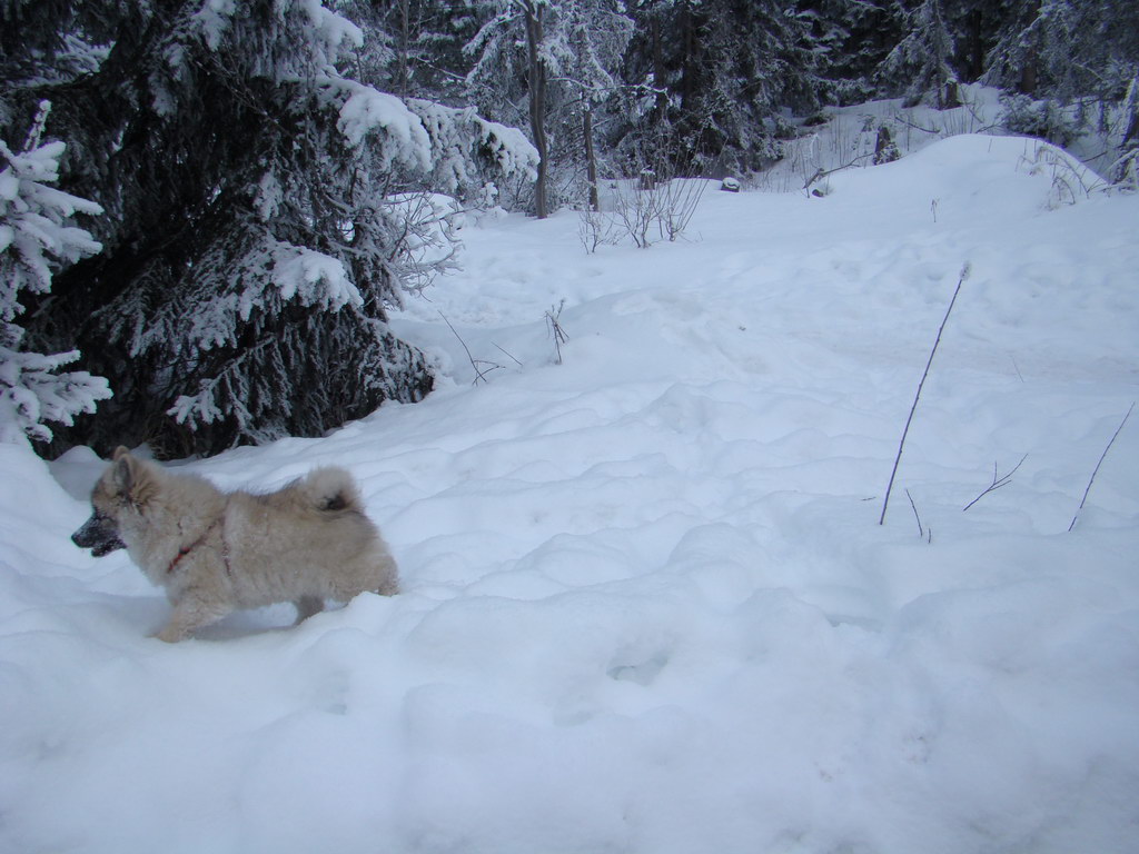 Štrbské pleso 3.1.2008