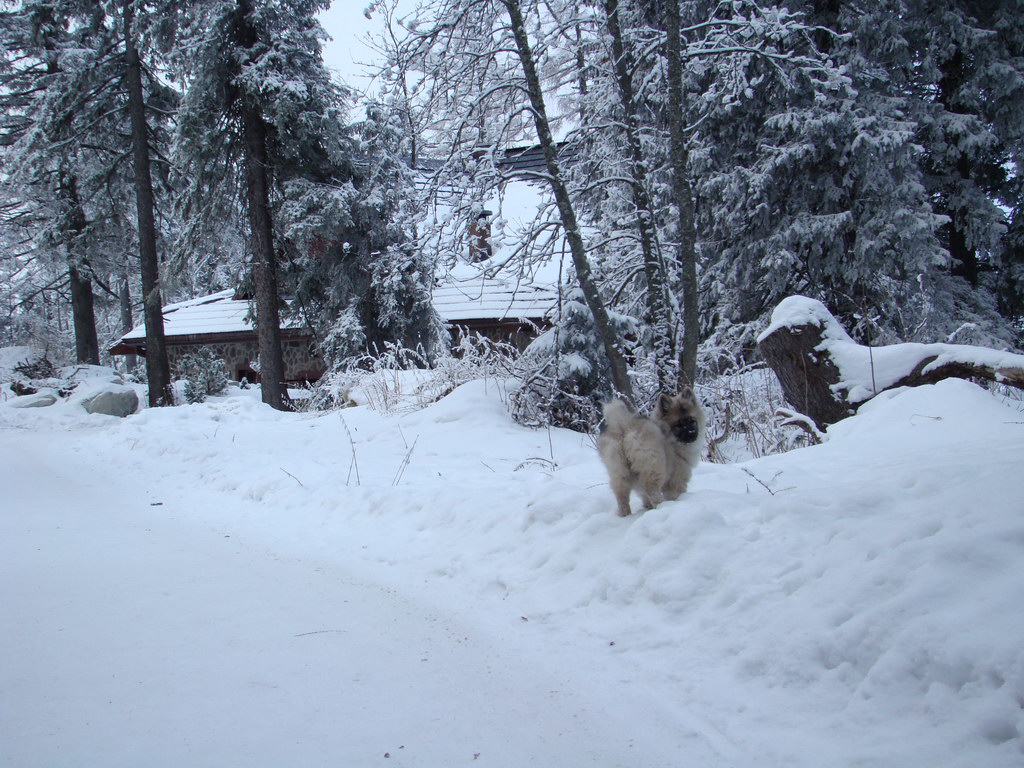 Štrbské pleso 3.1.2008