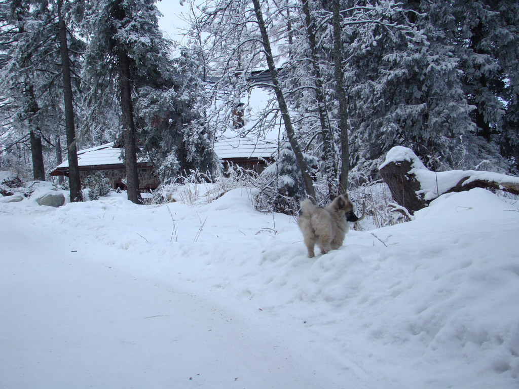 Štrbské pleso 3.1.2008