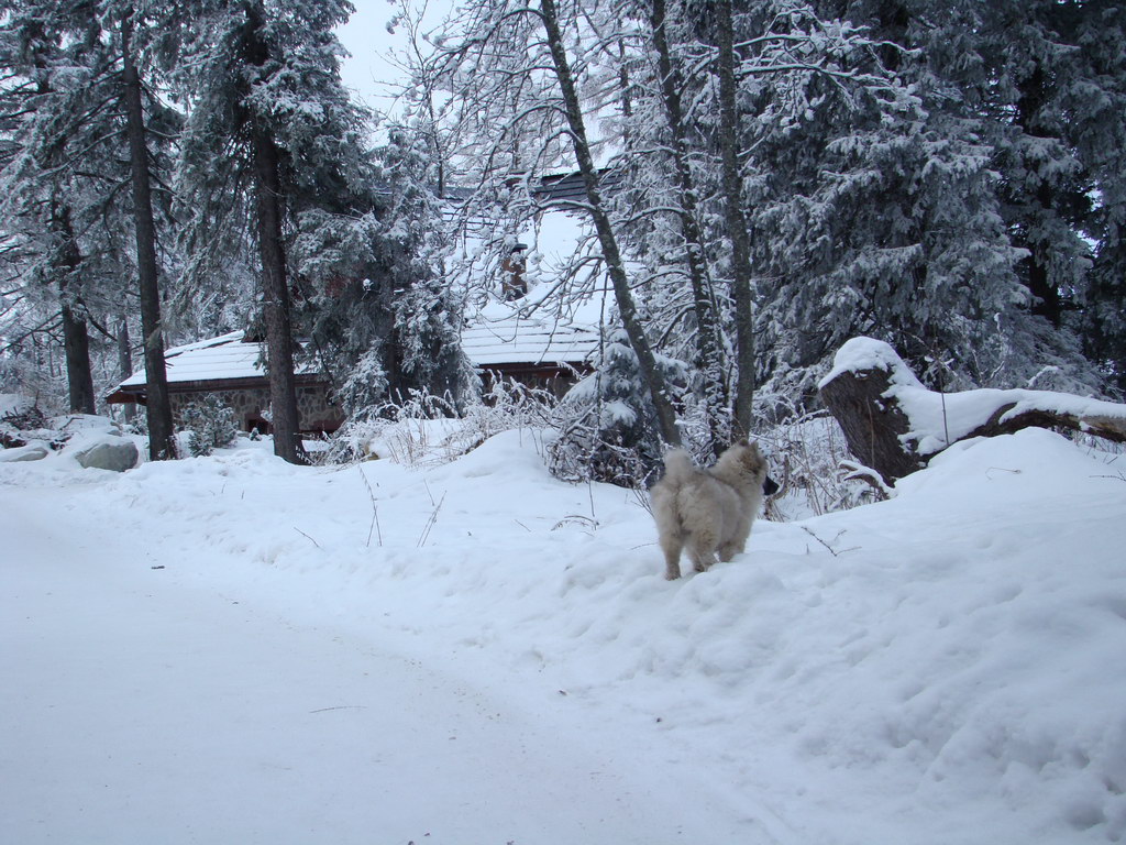 Štrbské pleso 3.1.2008