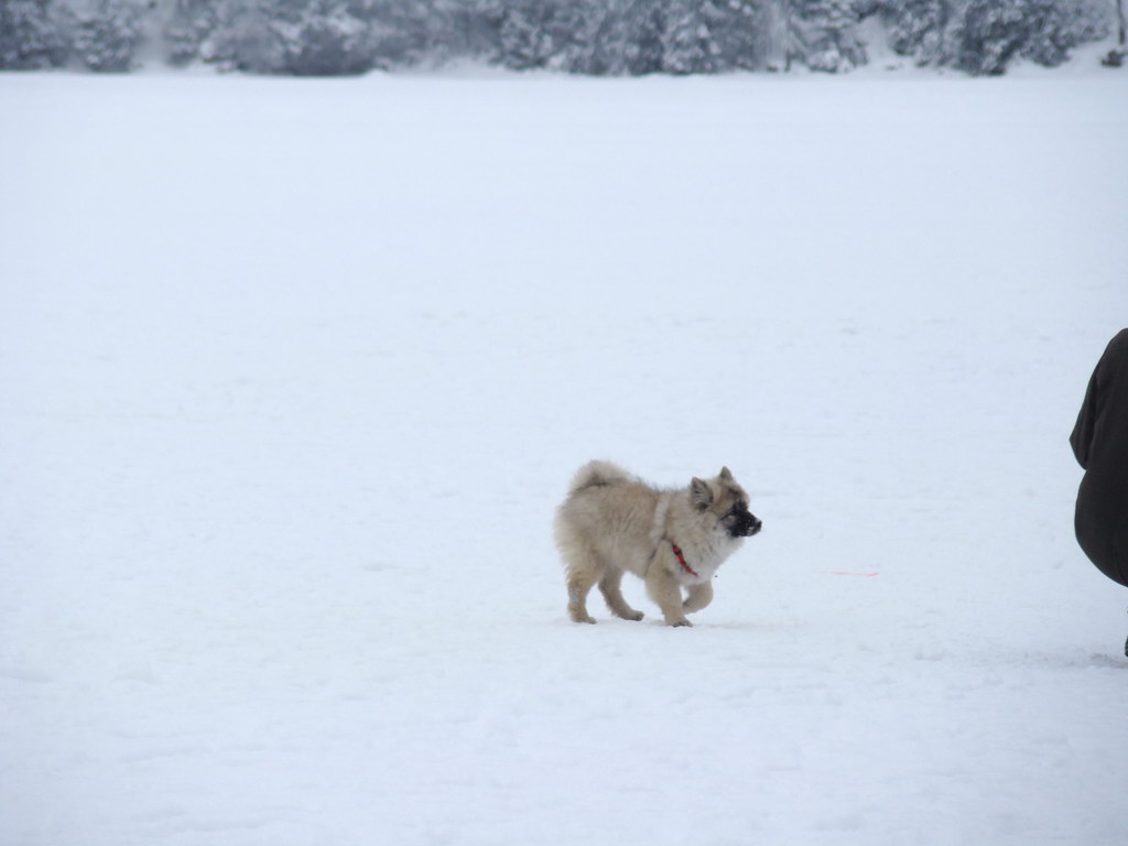 Štrbské pleso 3.1.2008