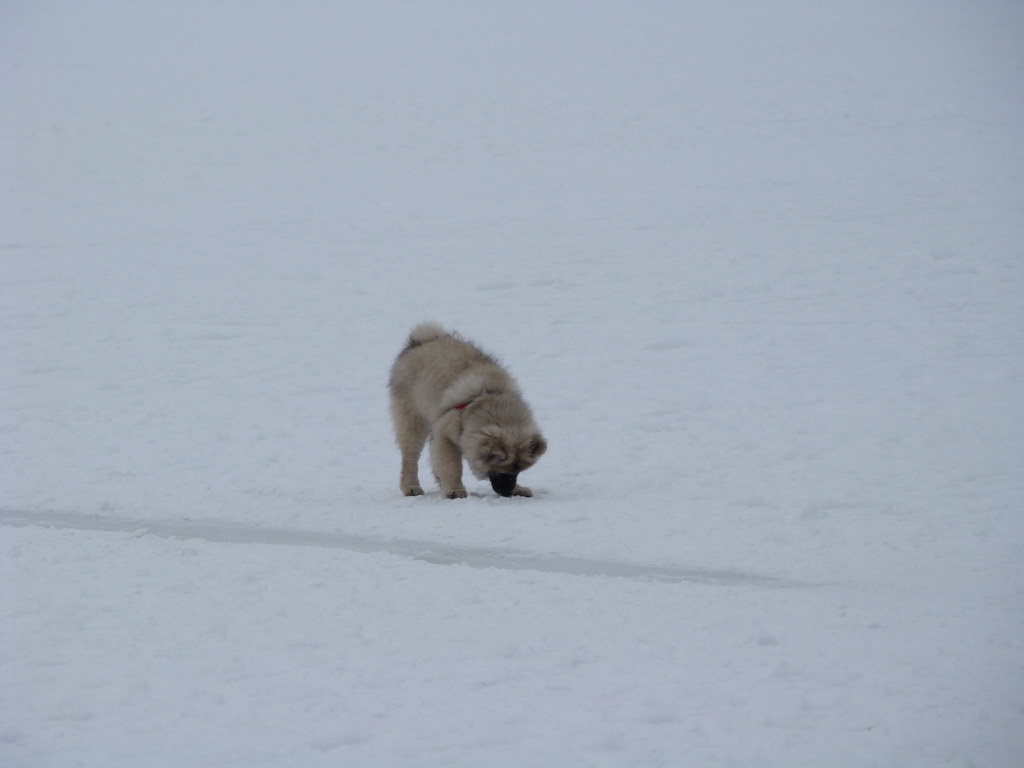 Štrbské pleso 3.1.2008