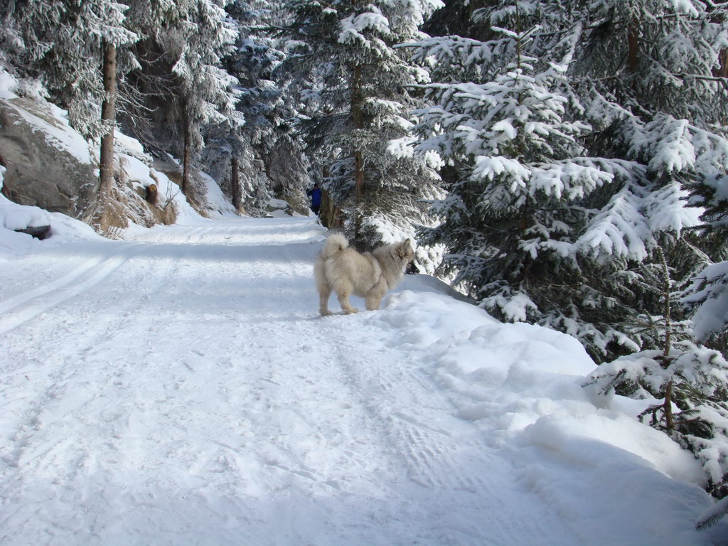 Štrbské pleso 3.1.2008