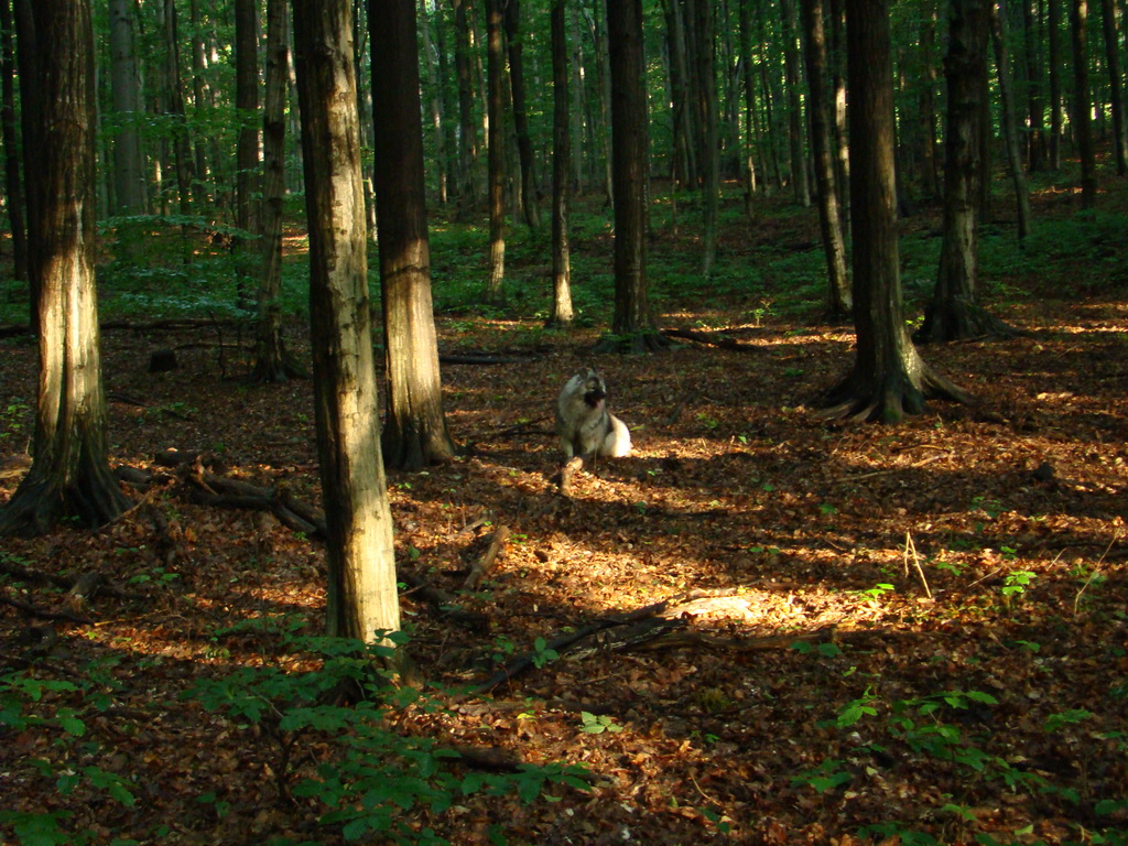 Zlatá Idka 19.07.2008
