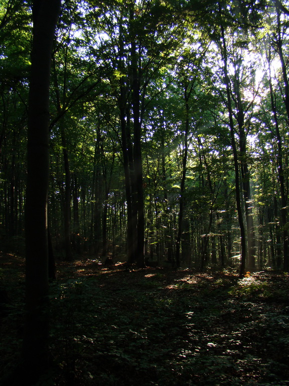 Zlatá Idka 19.07.2008