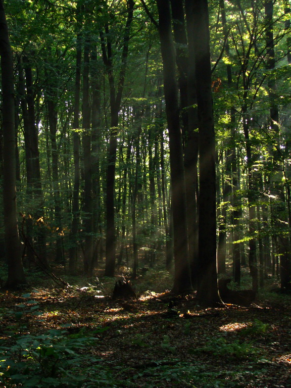 Zlatá Idka 19.07.2008