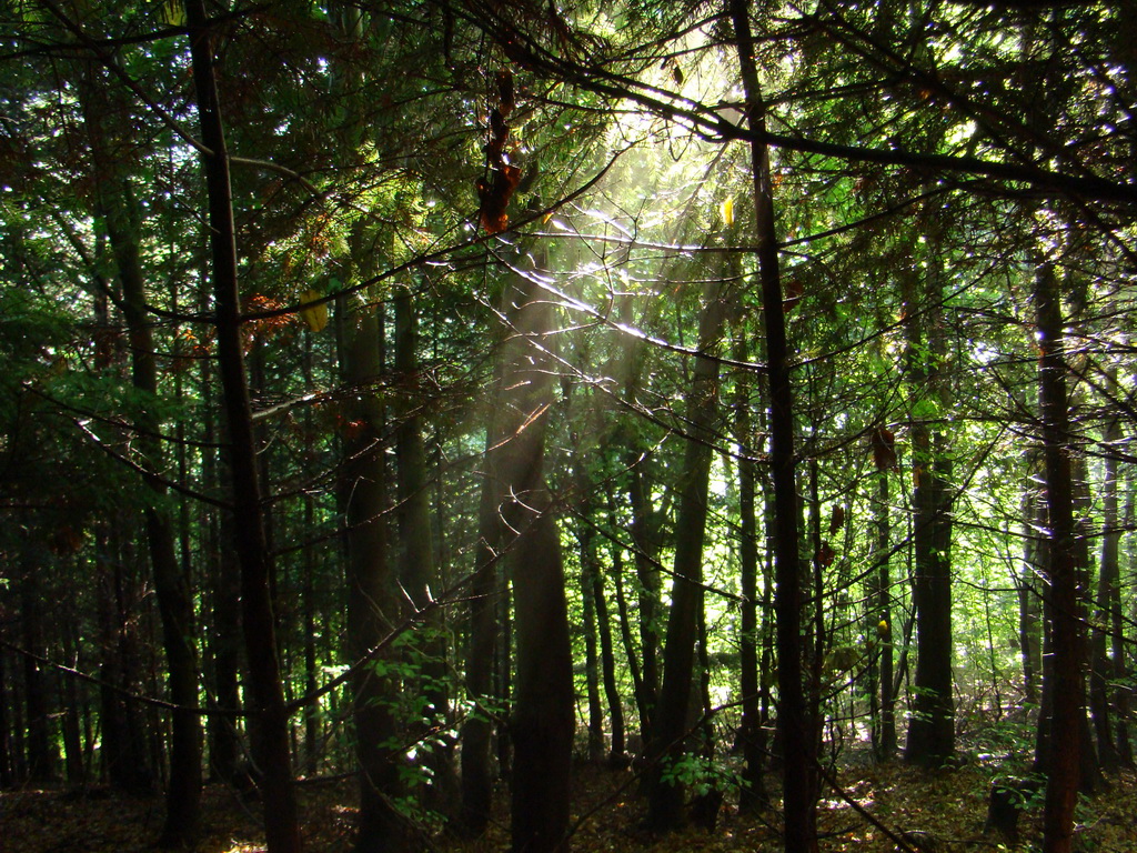 Zlatá Idka 19.07.2008