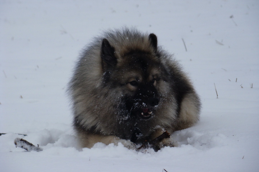 Bankov 18.01.2009