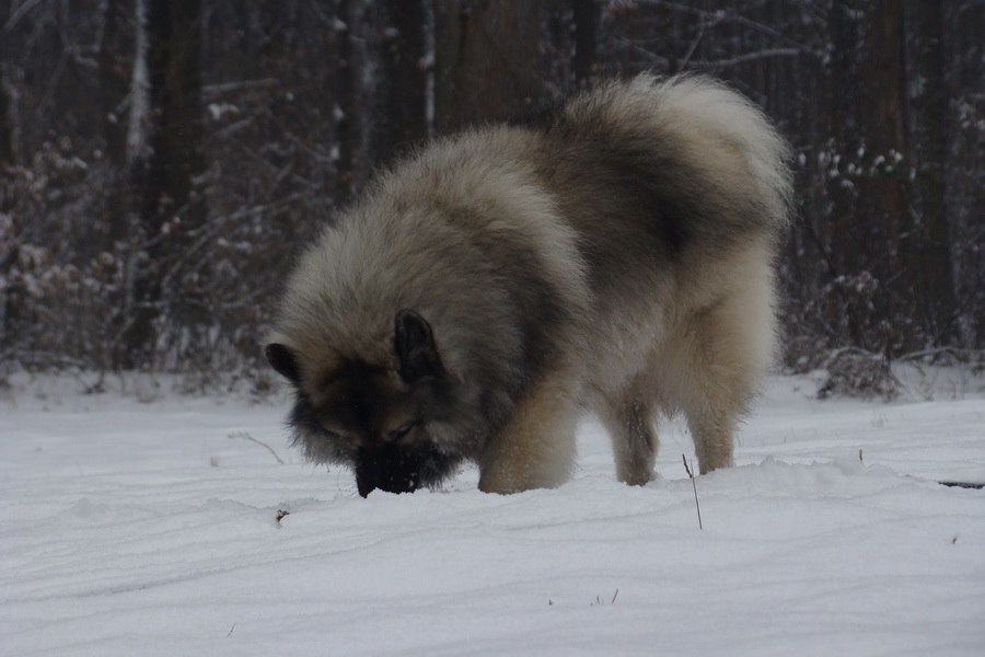 Bankov 18.01.2009