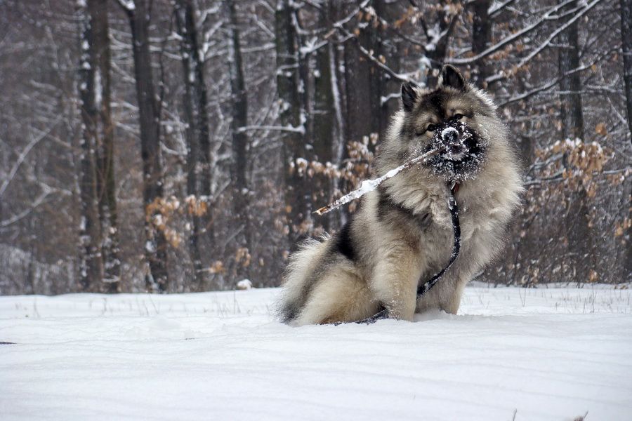 Bankov 18.01.2009