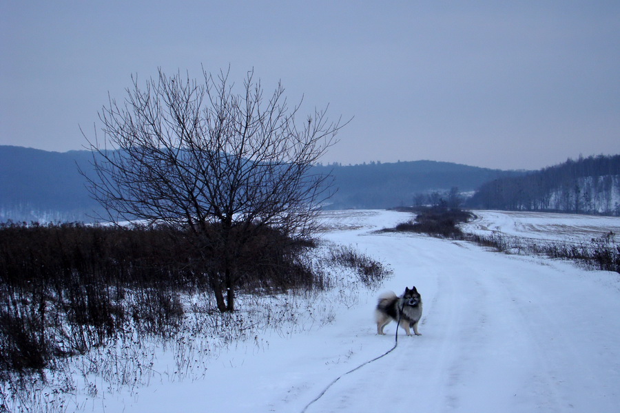 Bankov 20.12.2009