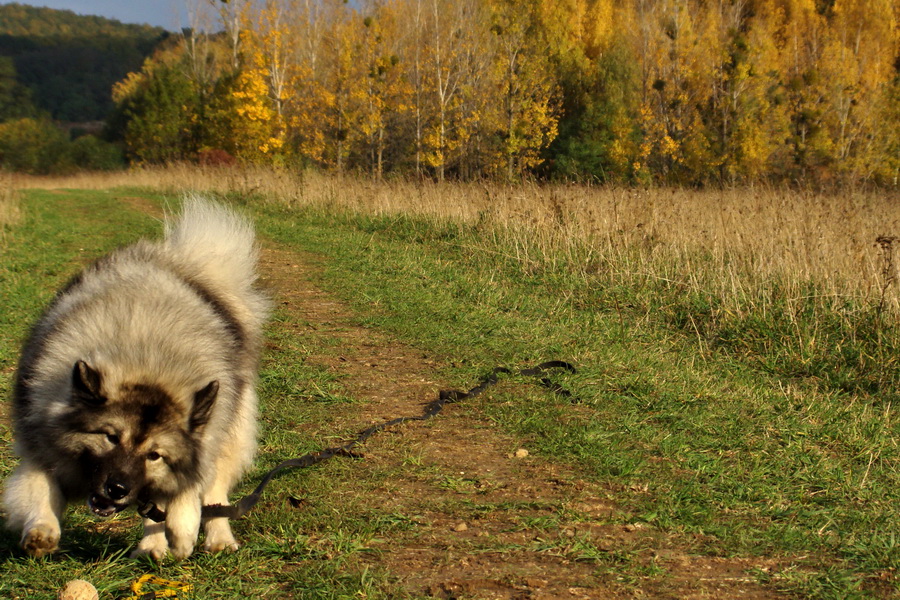 Bankov 25.10.2009