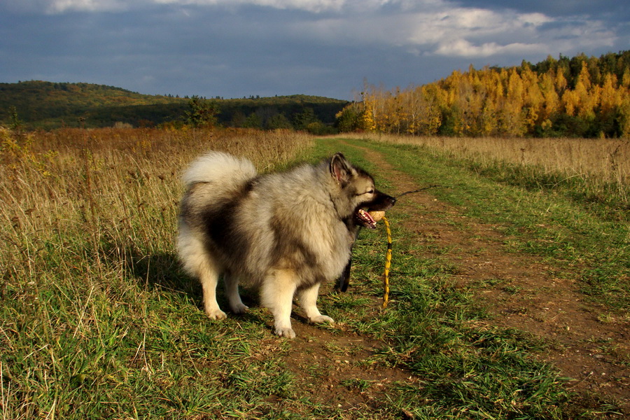 Bankov 25.10.2009