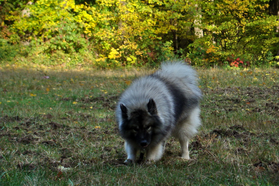 Bankov 25.10.2009