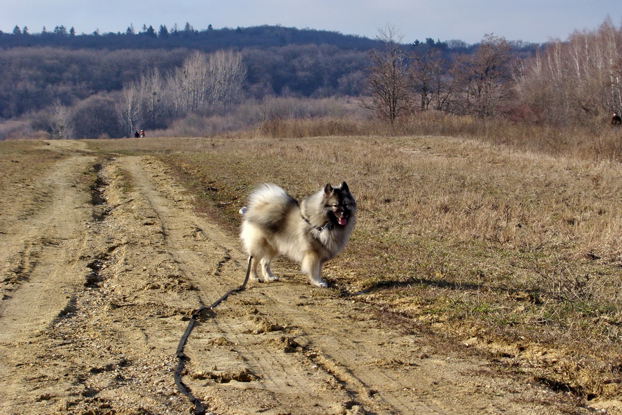 Bankov, KVP