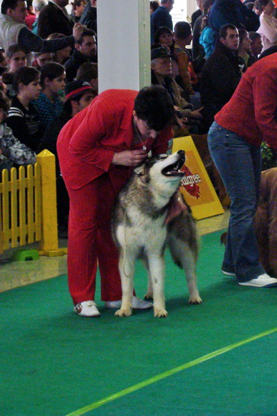 Celoštátna výstava psov Nitracanis 2009; Špeciálna výstava špicov