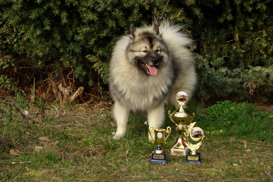 vlčí špic - Atila pod Kojšovou hoľou s trofejami