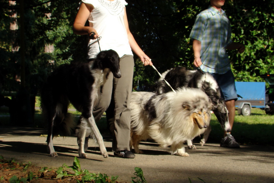 Celoštátna výstava psov všetkých plemien Košice