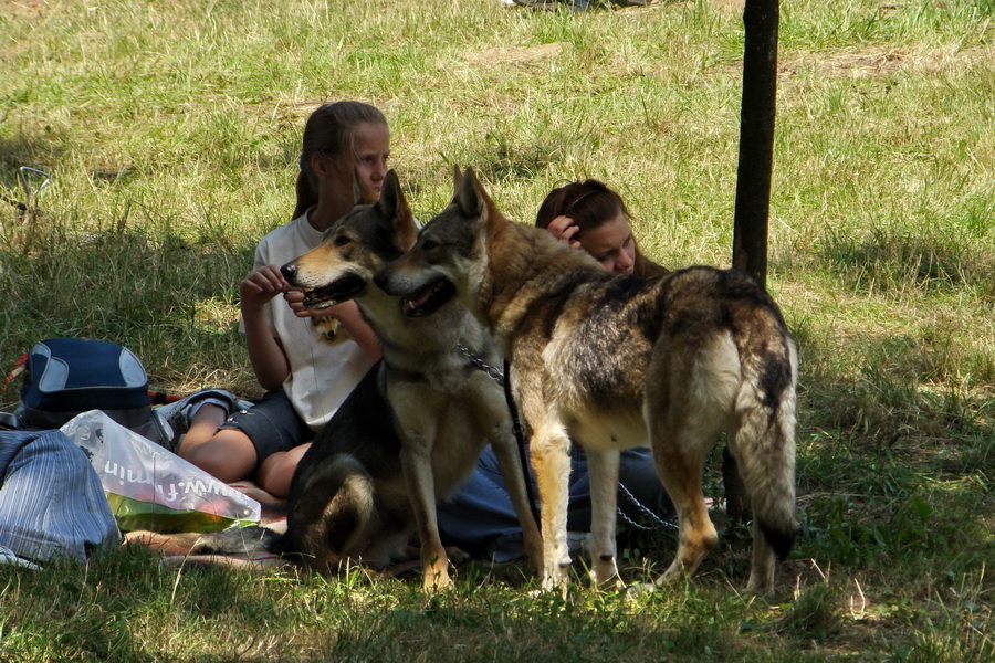 Celoštátna výstava psov všetkých plemien Košice