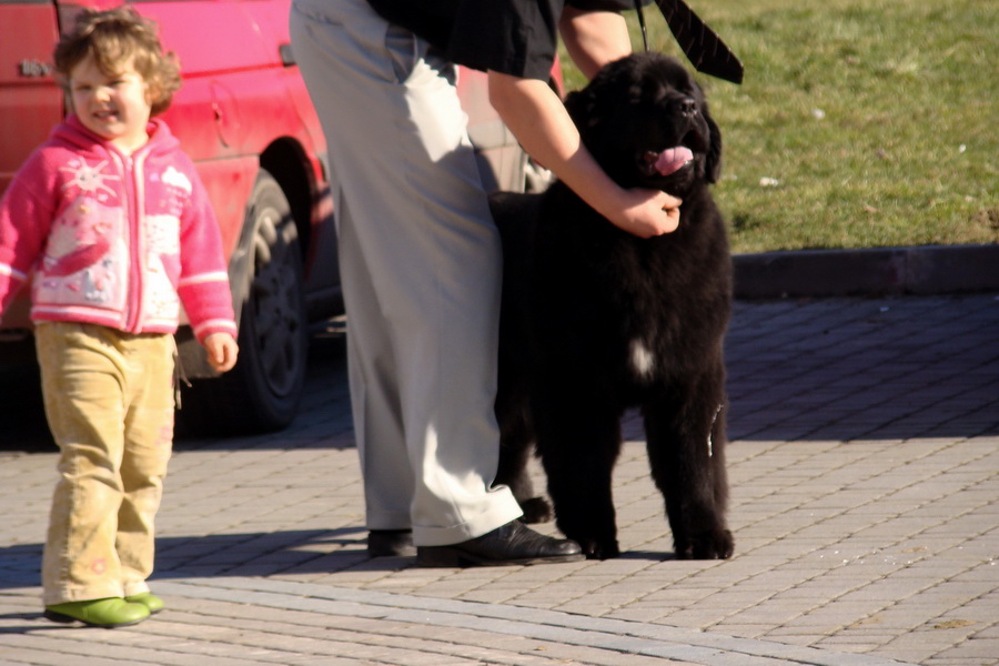 II Międzynarodowa Wystawa Psów Rasowych 7-8.02.2009 Rzeszow