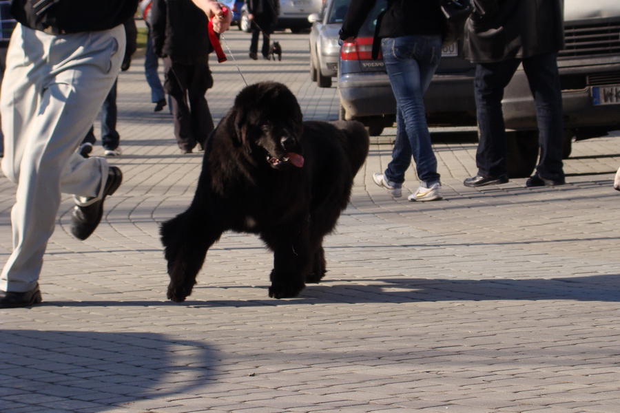 II Międzynarodowa Wystawa Psów Rasowych 7-8.02.2009 Rzeszow