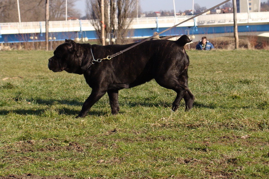 II Międzynarodowa Wystawa Psów Rasowych 7-8.02.2009 Rzeszow